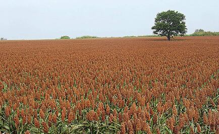 El valor nutritivo del amaranto como verdura