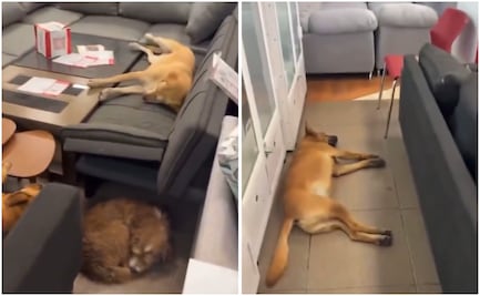 Perritos callejeros descansan en sucursal de Elektra y se viraliza; Salinas Pliego muestra su apoyo