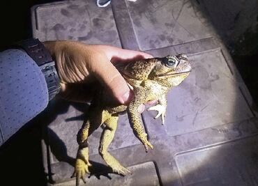 Hallan en autobús 155 animales de especies en riesgo