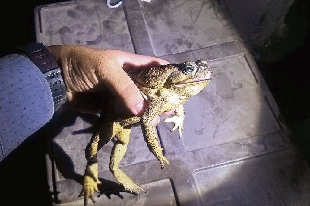 El 1 de noviembre pasado, la PF decomisó 96 sapos gigantes, 53 tortugas y seis iguanas negras en un autobús, sobre la autopista México-Puebla. (FOTO: PROFEPA)