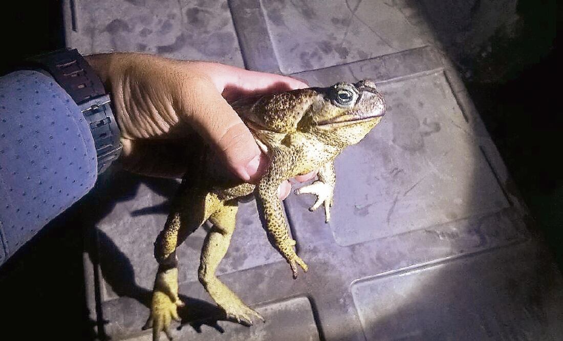 El 1 de noviembre pasado, la PF decomisó 96 sapos gigantes, 53 tortugas y seis iguanas negras en un autobús, sobre la autopista México-Puebla. (FOTO: PROFEPA)