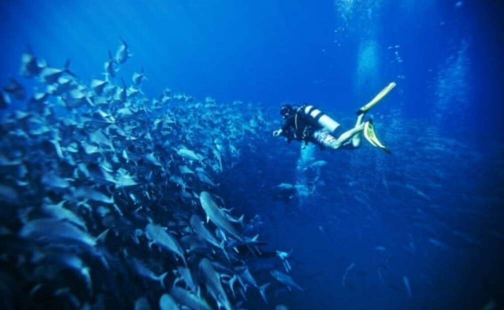 Por qué al mar de Cortés le llaman “el acuario del mundo”