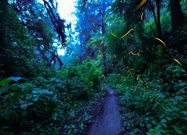 Disfruta del Festival de las Luciérnagas 2024 en Amecameca este domingo con arte, cultura y conciertos