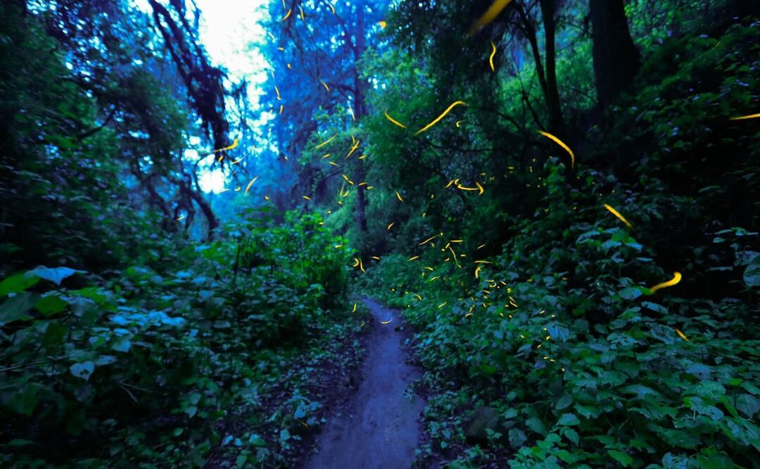 Disfruta del Festival de las Luciérnagas 2024 en Amecameca este domingo con arte, cultura y conciertos. Foto: Especial