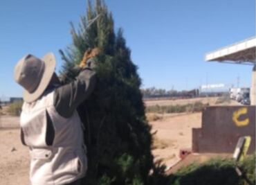 Profepa rechaza más de 4 mil árboles de Navidad por tener plaga