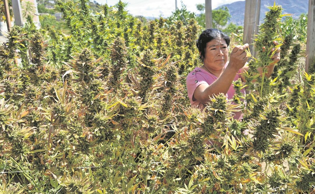 En abril, la Cofepris dio 26 permisos a comunidades de Oaxaca para cultivo y cosecha de la marihuana. Foto: Juan Carlos Zavala/ EL UNIVERSAL.