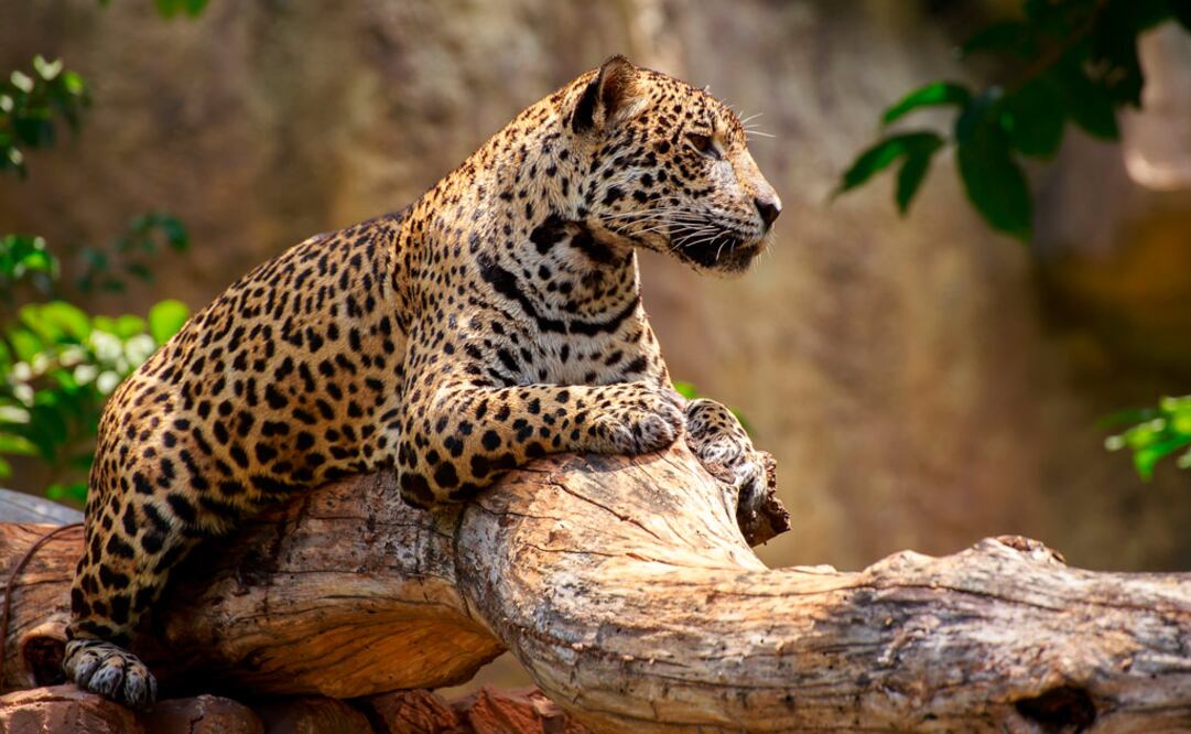 Tras las huellas del jaguar