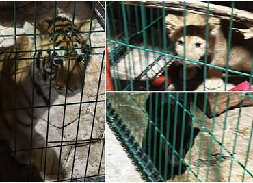 Rescatan a cachorros de tigre, pantera y león en finca de líder criminal en Tanhuato, Michoacán