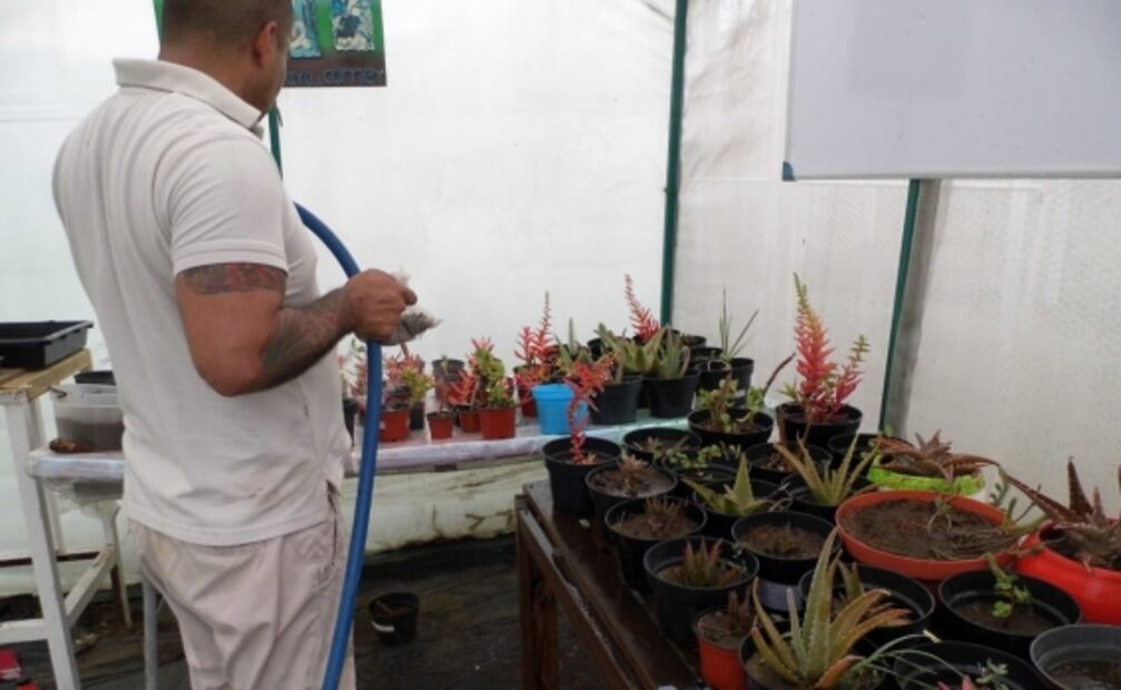 Inicia venta de flores de cempasúchil cultivadas por reos en la CDMX