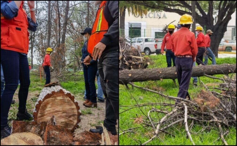 Plaga provoca derribo de 293 árboles en parque de Pachuca