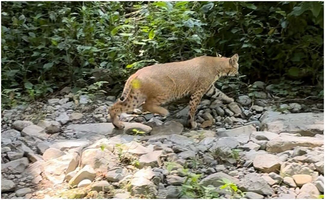 Este 3 de octubre de 2024, fueron liberados 6 ejemplares de animales a la vida silvestre en Tamaulipas. Foto: Especial