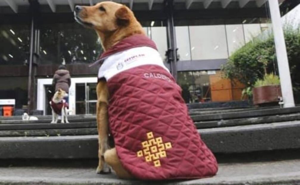 Por frío, Secretaría de Finanzas de Veracruz pone chalecos a perritos que adoptó