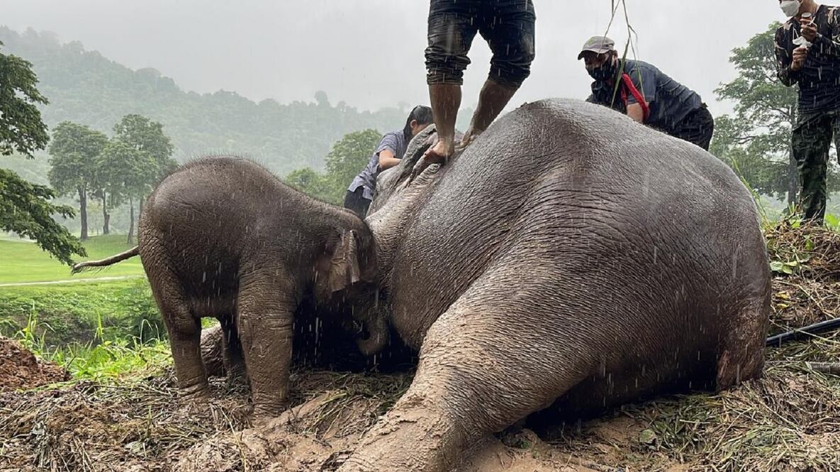 Mamá elefanta y su cría, sanos y salvos, después de quedar atrapados en un pozo, en Tailandia. FOTO: CAPTURA