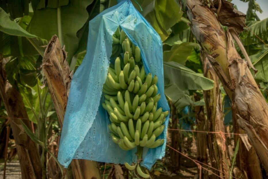 Michoacán, una comunidad en armas para plantar plátanos