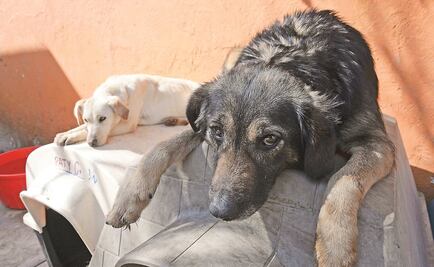 Alzheimer también afecta a los perros