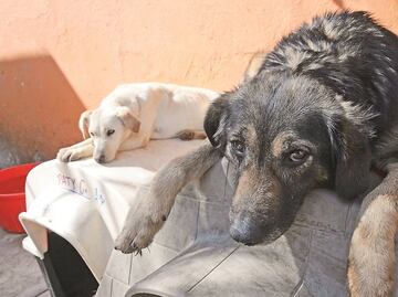 Alzheimer también afecta a los perros