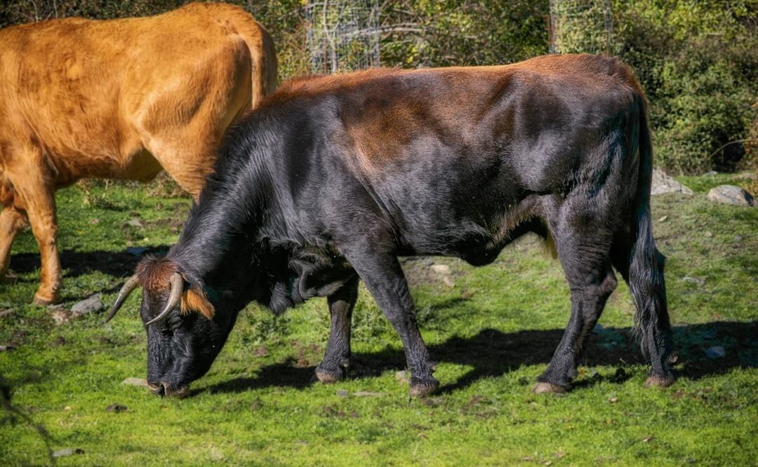 Tras el incidente afortunadamente la joven fue herida leve y se encuentra en buen estado. Foto: Ilustrativa / Pixabay