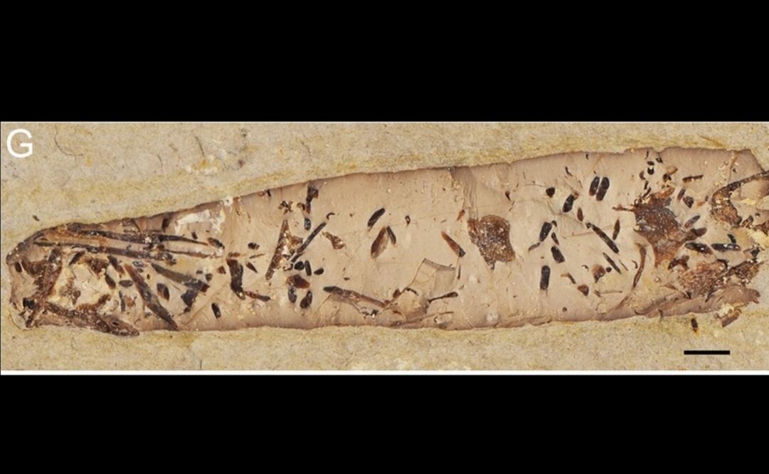 Foto: Barrios-de Pedro et al. 2018, CC-BY vía plos.org