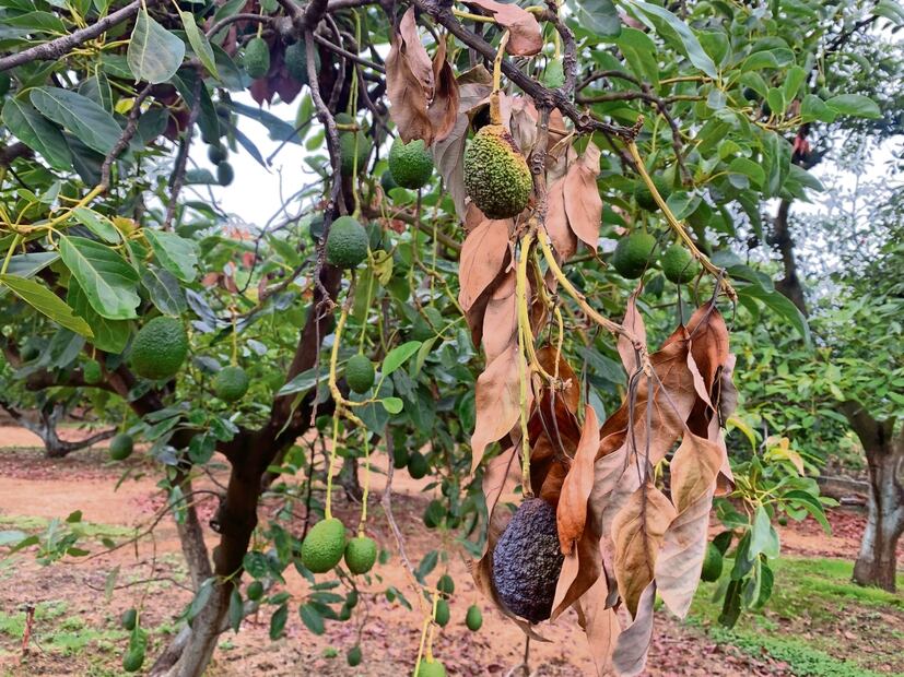 Si la fruta no se corta, el árbol resentirá el peso en las ramas, explicó Israel Solís, ante la difícil situación que enfrentan los aguacateros. Foto: Carlos Arrieta | El Universal