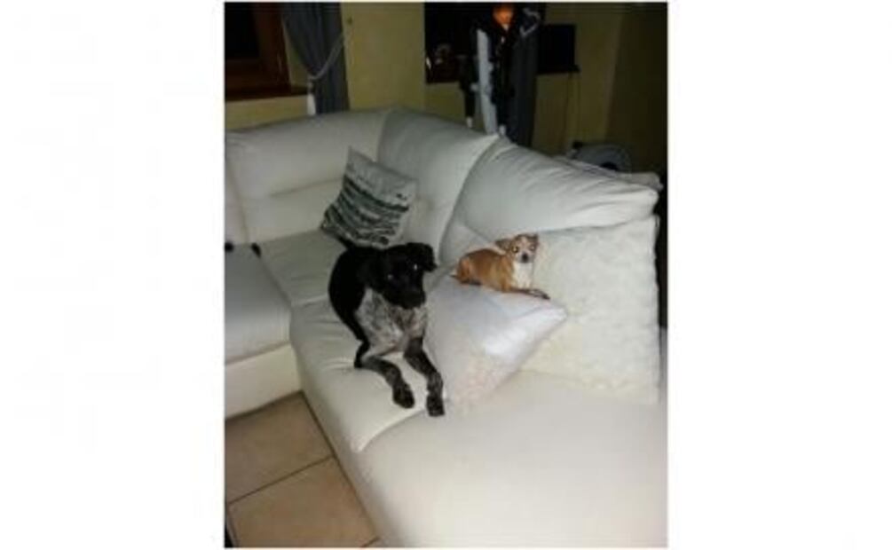 “Luna”, perrita maltratada en Oaxaca, tiene nueva familia en Suiza