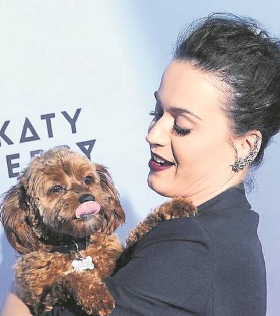 ¡¡Qué oso del famoso!!