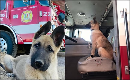 Piden apoyo para encontrar a perro bombero robado de una estación en Nogales, Sonora