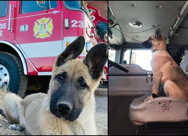 Piden apoyo para encontrar a perro bombero robado de una estación en Nogales, Sonora