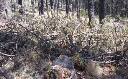 Incendios consumen más de 100 hectáreas del Pico de Orizaba