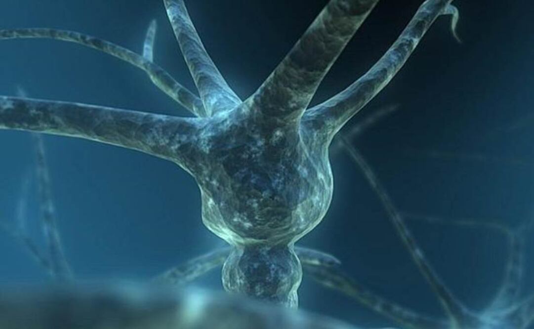 Simula el comportamiento de una neurona biológica. Foto: Archivo