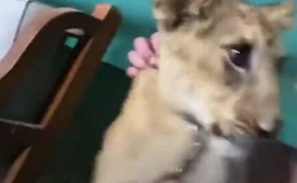 VIDEO: Dos aficionados ingleses salieron por cervezas y terminaron en una casa con dos leones