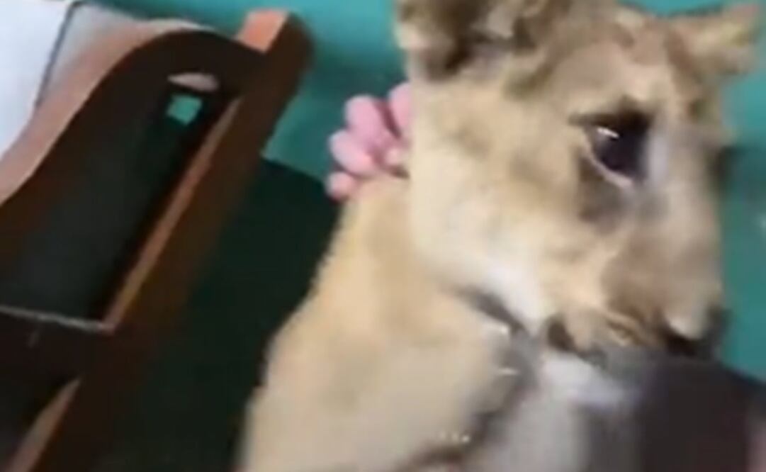 Los leones están en la casa de un Sheikh / Foto: Especiales