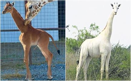 ¿Jirafas sin manchas? Estos son los ejemplares más exóticos de los que hay registro
