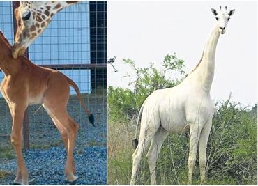 ¿Jirafas sin manchas? Estos son los ejemplares más exóticos de los que hay registro