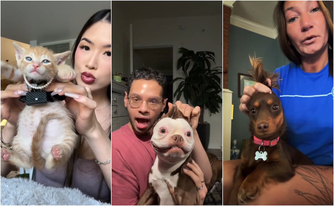 Este nuevo trend incluye a las mascotas de los usuarios y está arrasando en la plataforma. Foto: Capturas de pantalla de TikTok
