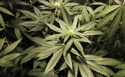 Mexican businessmen create Chamber of Cannabis Industry