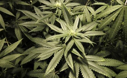 Mexican businessmen create Chamber of Cannabis Industry