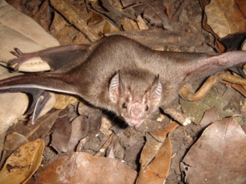 Murciélagos, "aliados" por controlar enfermedades