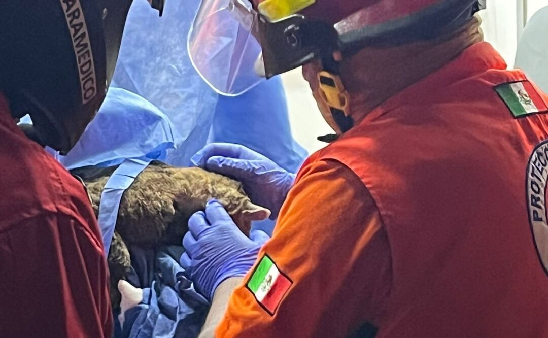 Un animal salió afectado por las llamas del incendio en la central de abastos. Foto: Especial