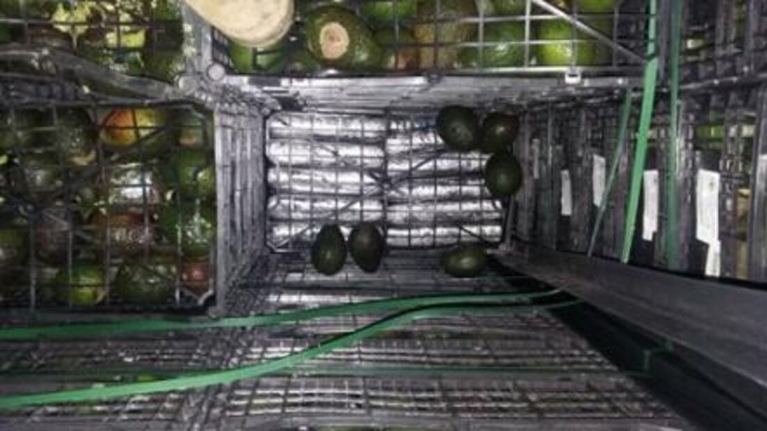 Hallan 800 kilos de cocaína escondida entre aguacates en Sonora