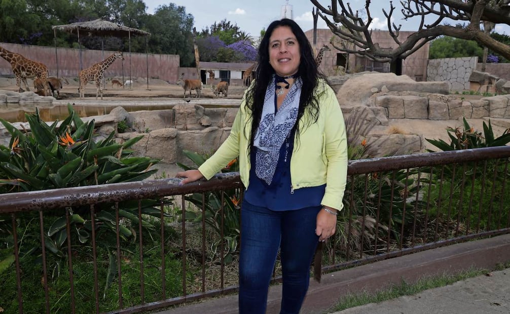 En el zoológico hay un cuidado y conservación de las jirafas, las cuales están en peligro de extinción, señaló la directora del centro de conservación. Foto: Fernanda Rojas /El Universal