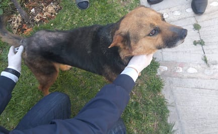 Rescatan a perrita víctima de maltrato en Mineral de la Reforma, Hidalgo; hay un detenido por delitos agravados