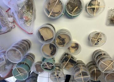 Aseguran en Aduana de Ciudad Juárez 90 especies exóticas en cruce internacional