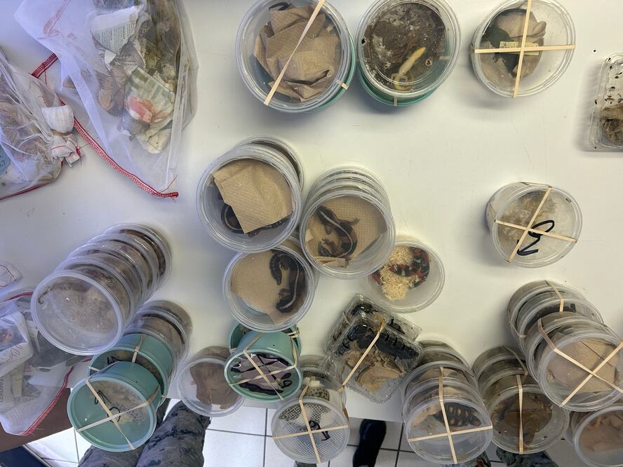 Aseguran en Aduana de Ciudad Juárez 90 especies exóticas en cruce internacional. (FOTO: especial)