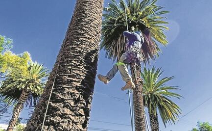 Tratan en vivero los residuos de palmeras