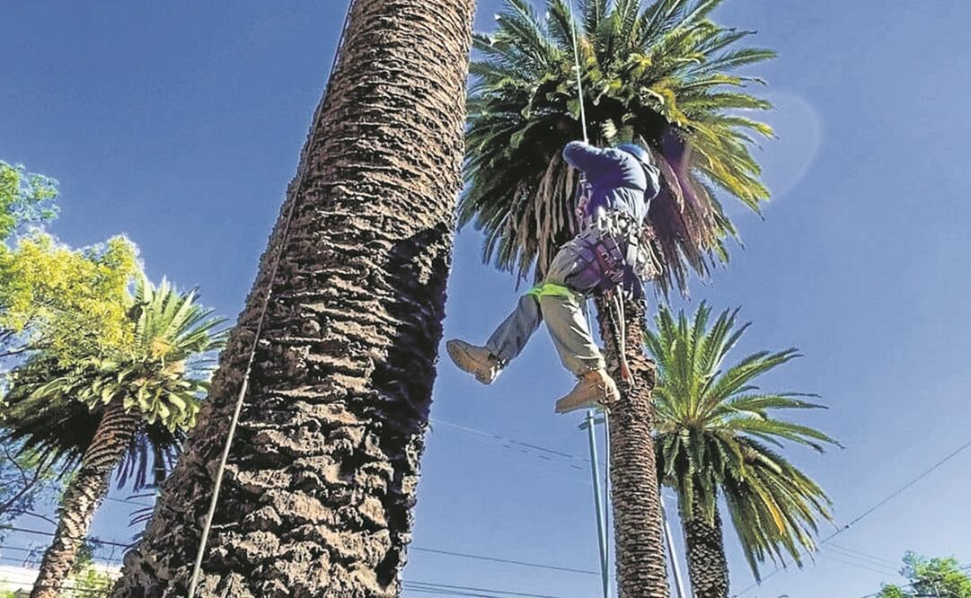 Tratan en vivero los residuos de palmeras