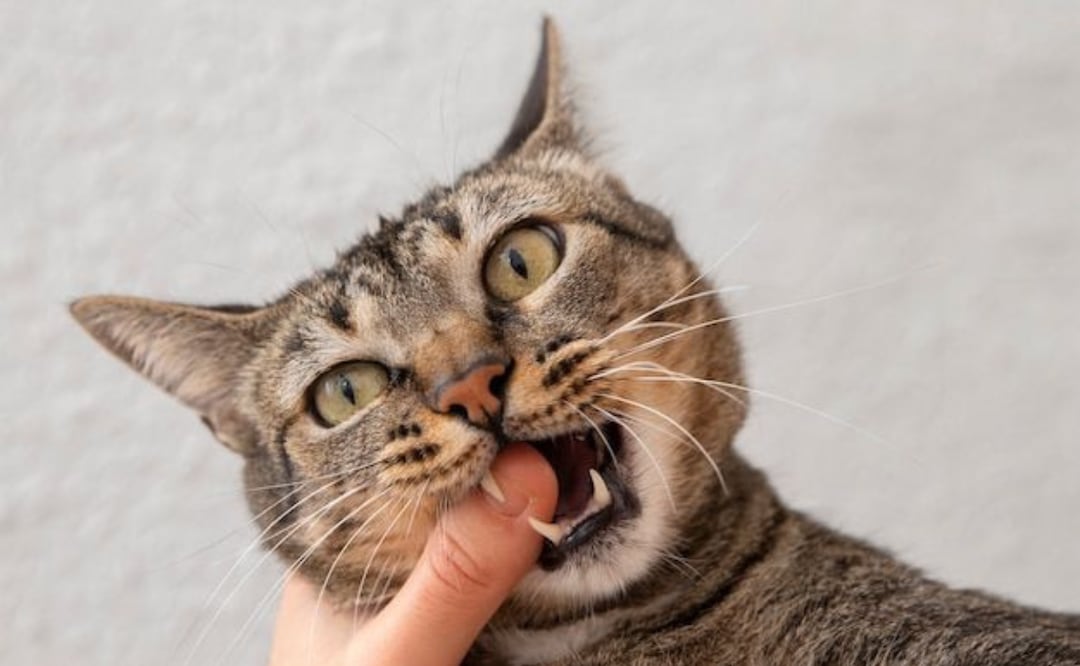 Desentrañando los misterios de los maullidos nocturnos de tu gato. Fuente: Freepik.