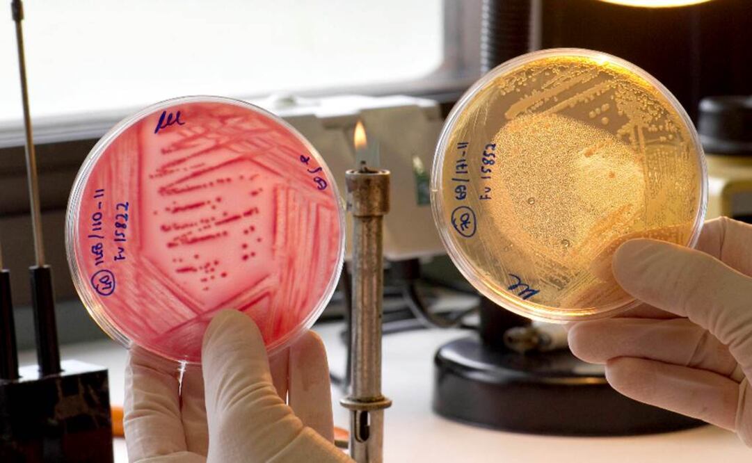 Abre una vía para nuevas investigaciones. Foto: Archivo