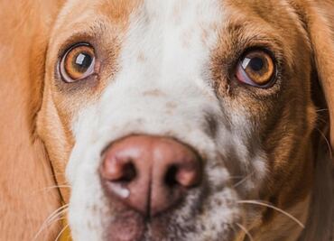 Estos son los tipos de tumor en el ojo de un perro; esto dice veterinaria