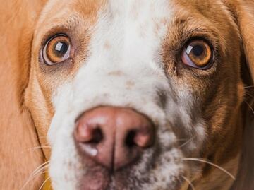 Estos son los tipos de tumor en el ojo de un perro; esto dice veterinaria