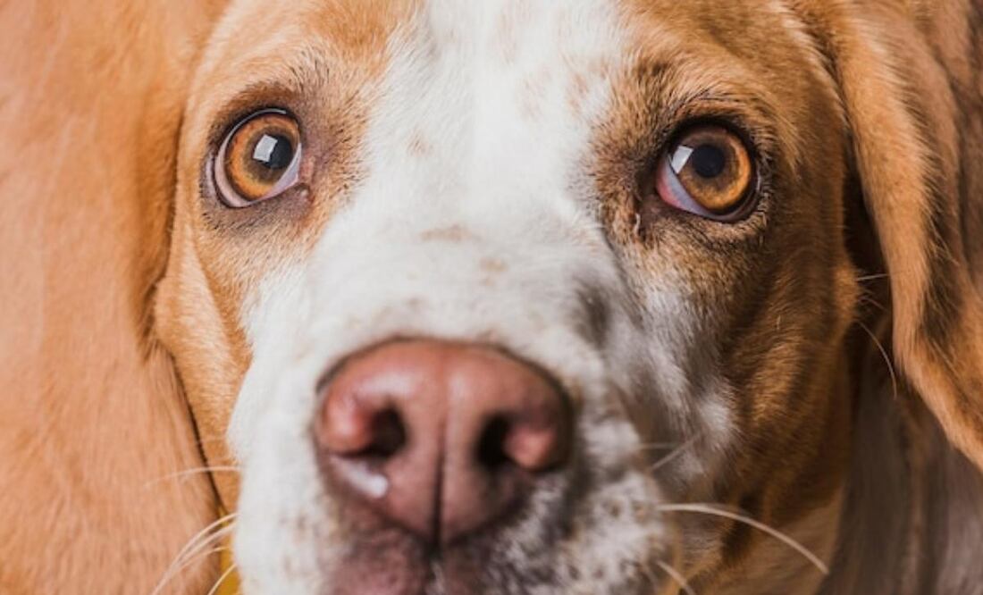 Tumores oculares en perros. Fuente: Freepik.